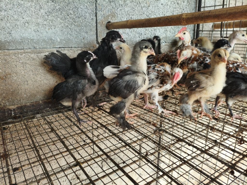 Vendo  garnizas e pintainhos Brahma
