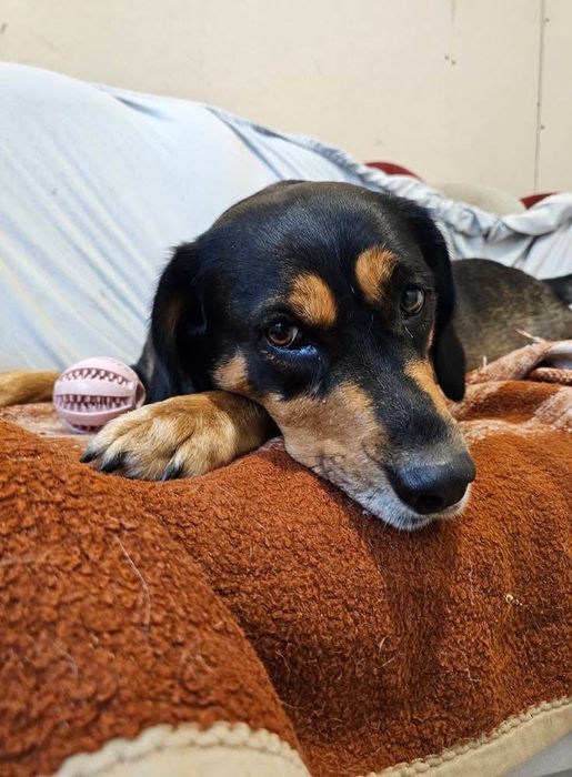 Sunia łapa szuka domu