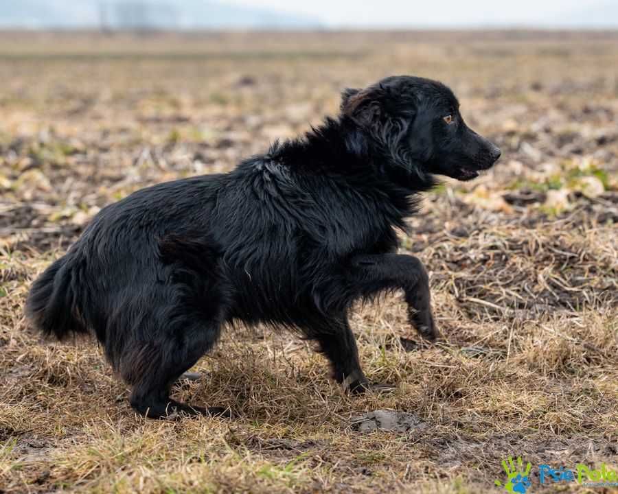 Kochany, miły, łagodny psiak z dłuższą sierścią MOŻLIWY DOWÓZ