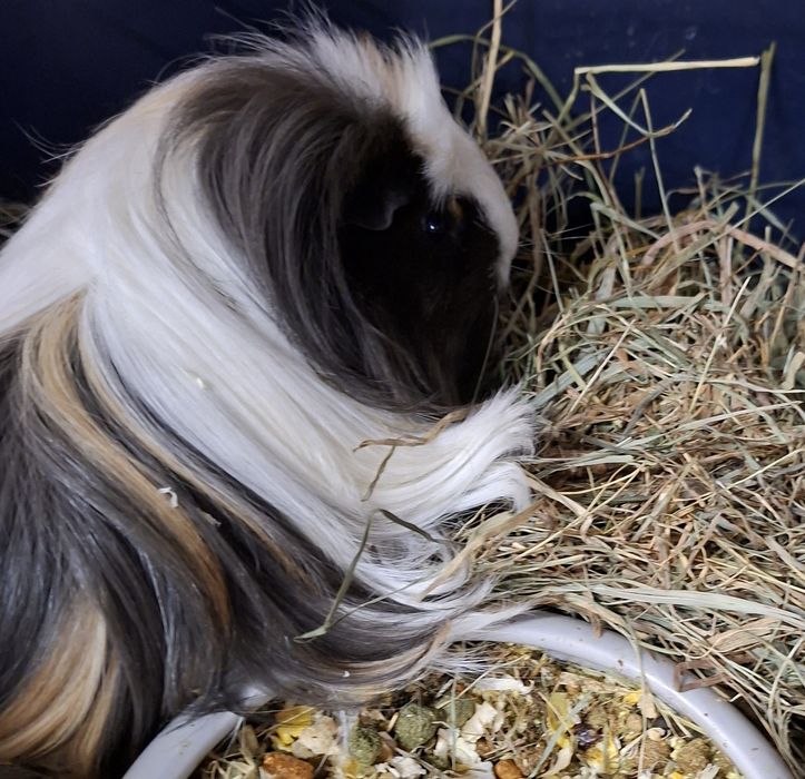 Świnka morska samica, cavia domowa