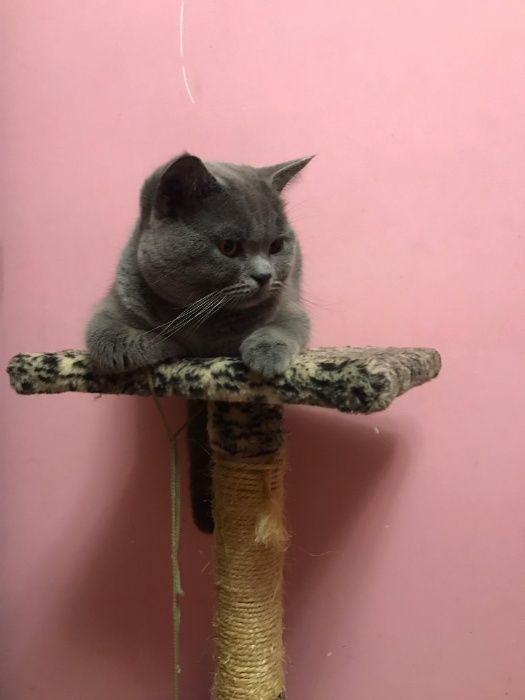 Шотландець-в‘язка