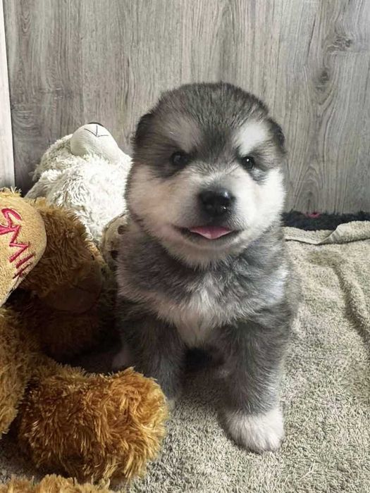 Alaskan Malamute ZkwP/FCI - szczenię chłopiec