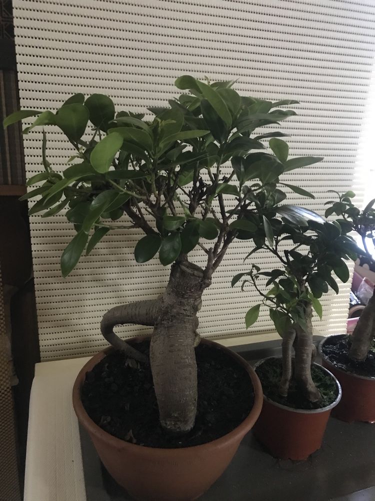 Rodzina Bonsai duza kpl. 3 szt.