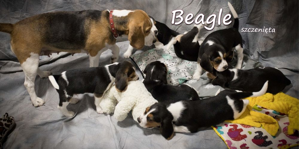 Beagle Tricolor metryka