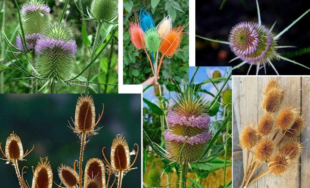 садовое куст годжи, шелковица ирис флоксы лилейник фиалка медуница