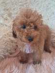 Cockapoo suczka gotowa do odbioru