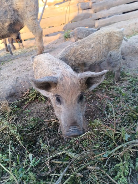 Поросята Венгерської мангалиці