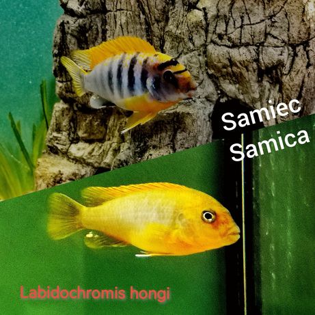 Labidochromis Hongi młode pyszczaki ok 5cm