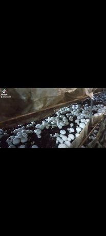 Компост грибной после выращивания шампиньонов