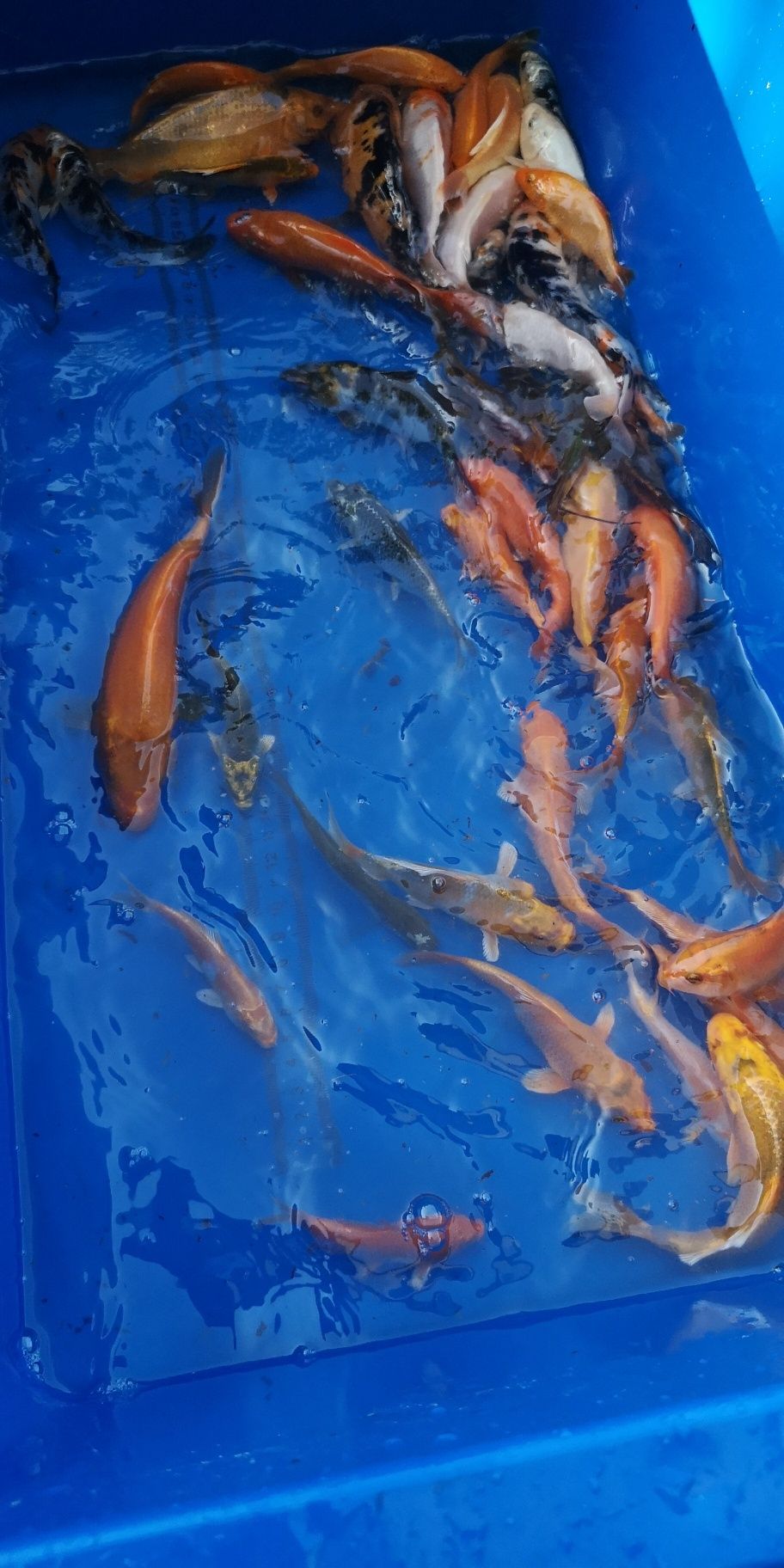 Narybek karpi koi 10-15cm