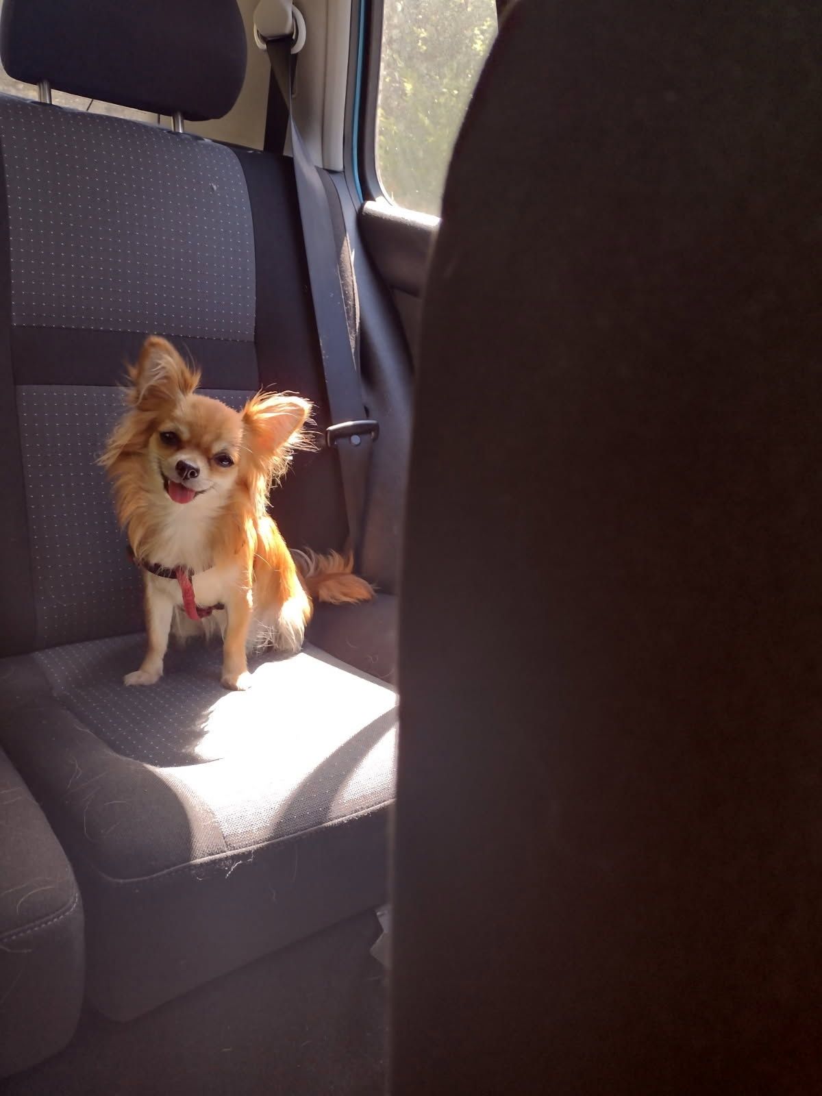 Przepiękna dziewczynka chihuahua