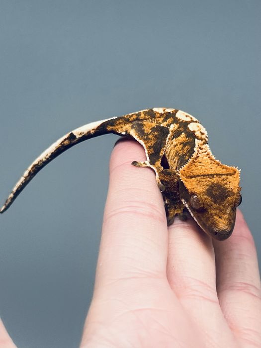 Gekon orzęsiony gekony orzęsione mozliwa wyprawka terrarium transport