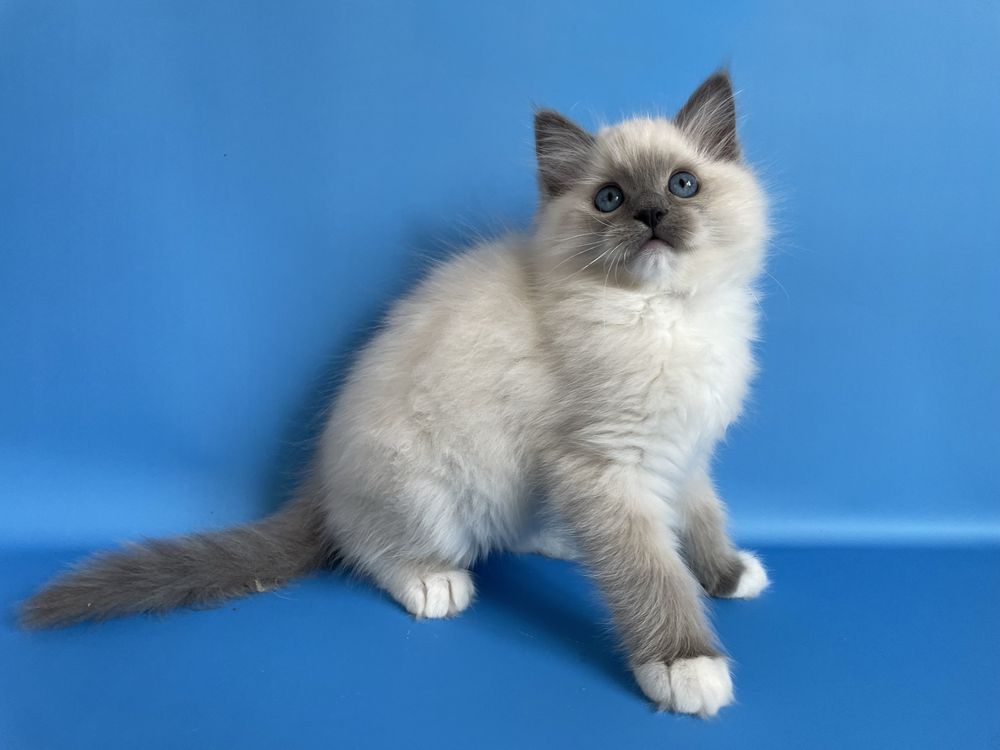 Котёнок, регдолл, Ragdoll,