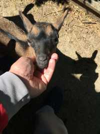 cabras anãs, com e sem chifres