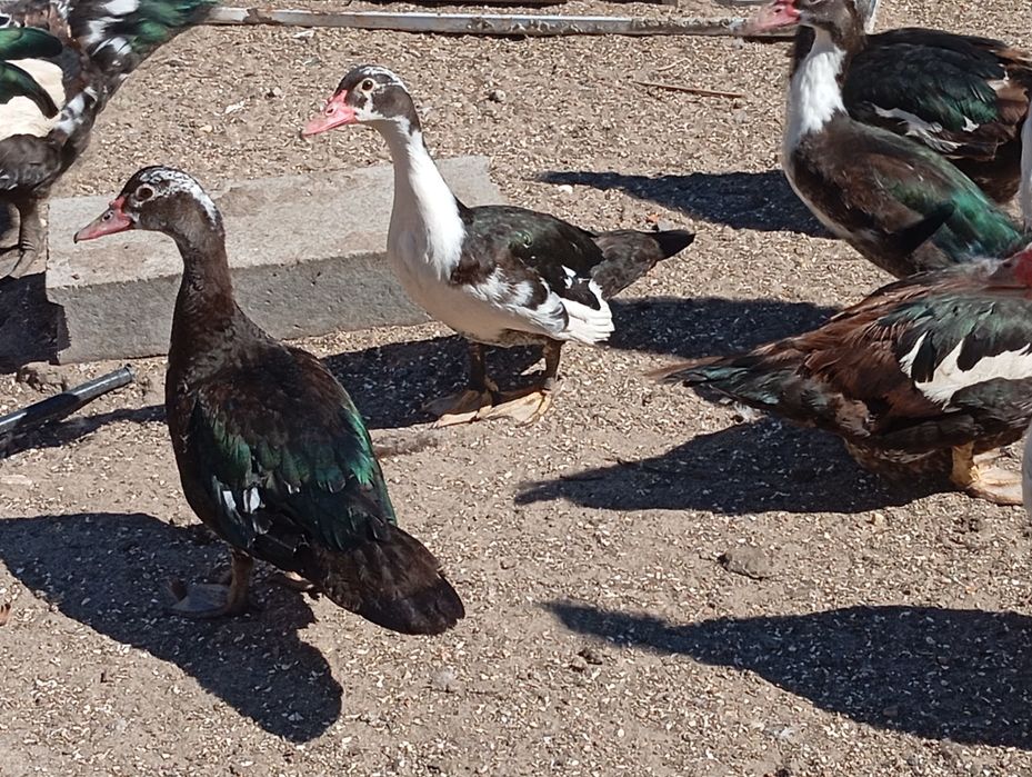 Patos mudos disponíveis