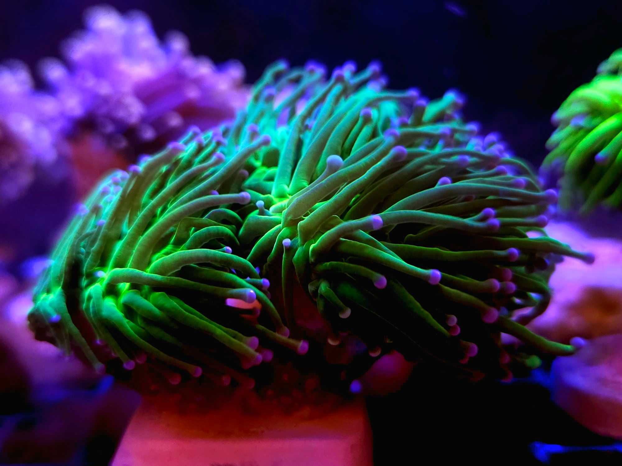 Euphyllia glabrescens green / Koralowiec / Akwarystyka morska