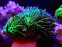 Euphyllia glabrescens green / Koralowiec / Akwarystyka morska