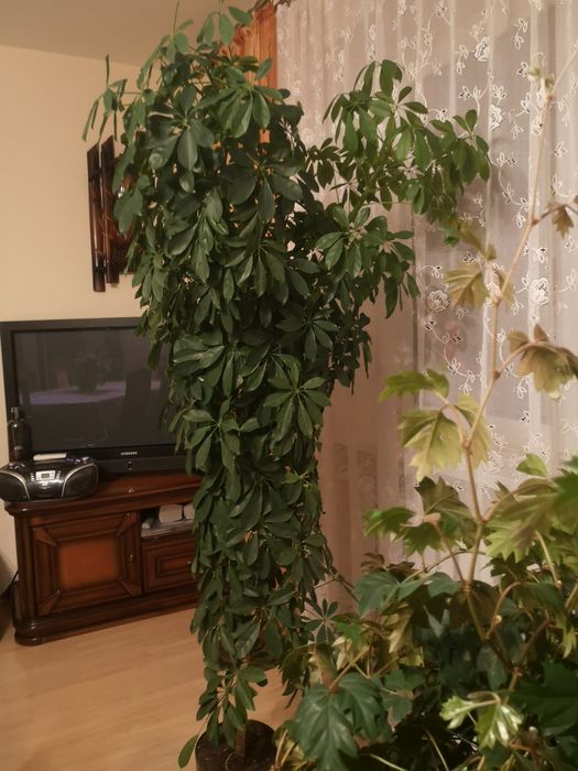 Mix dużych kwiatów w ozdobnych donicach  Monstera Beniamin