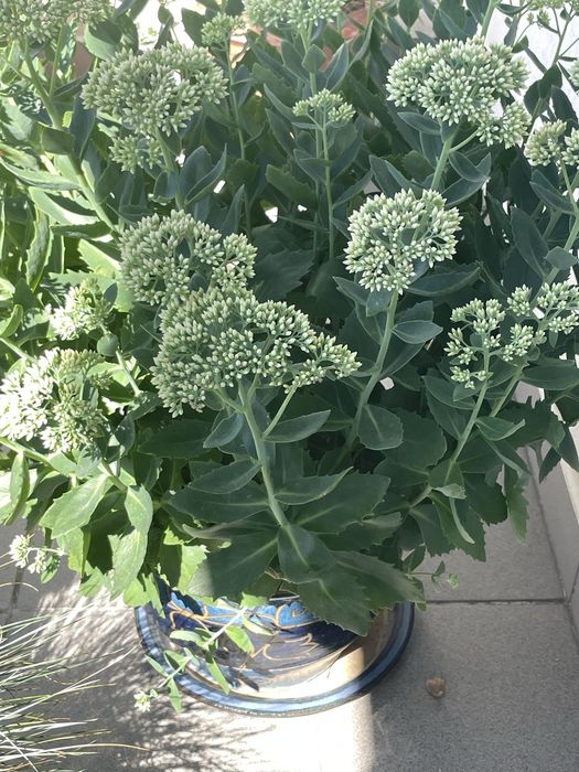 rozchodnik okazały  w donicy