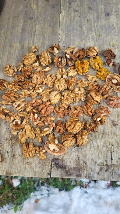 Заготовляю горіхи чищиний