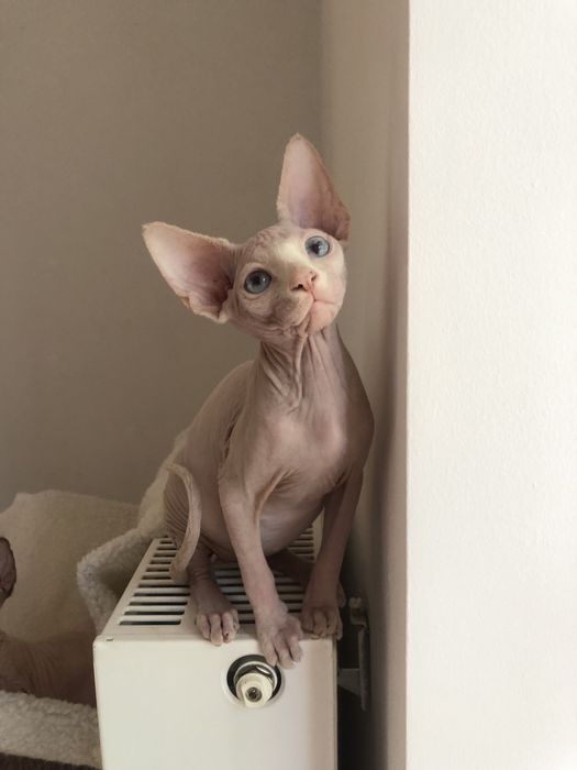 Котенок мальчик канадик