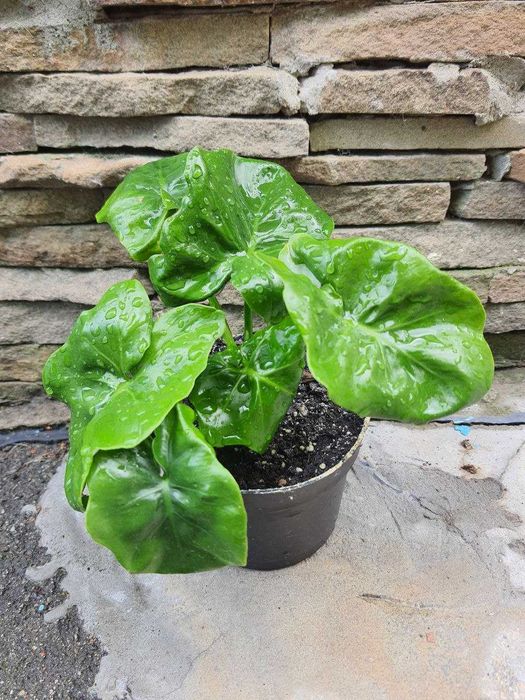 Цикас филодендроны фикусы Кинки Белиз Мокламе