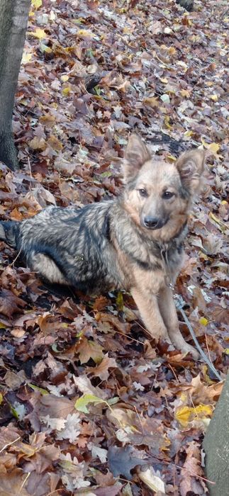 Віддам 2 собачок