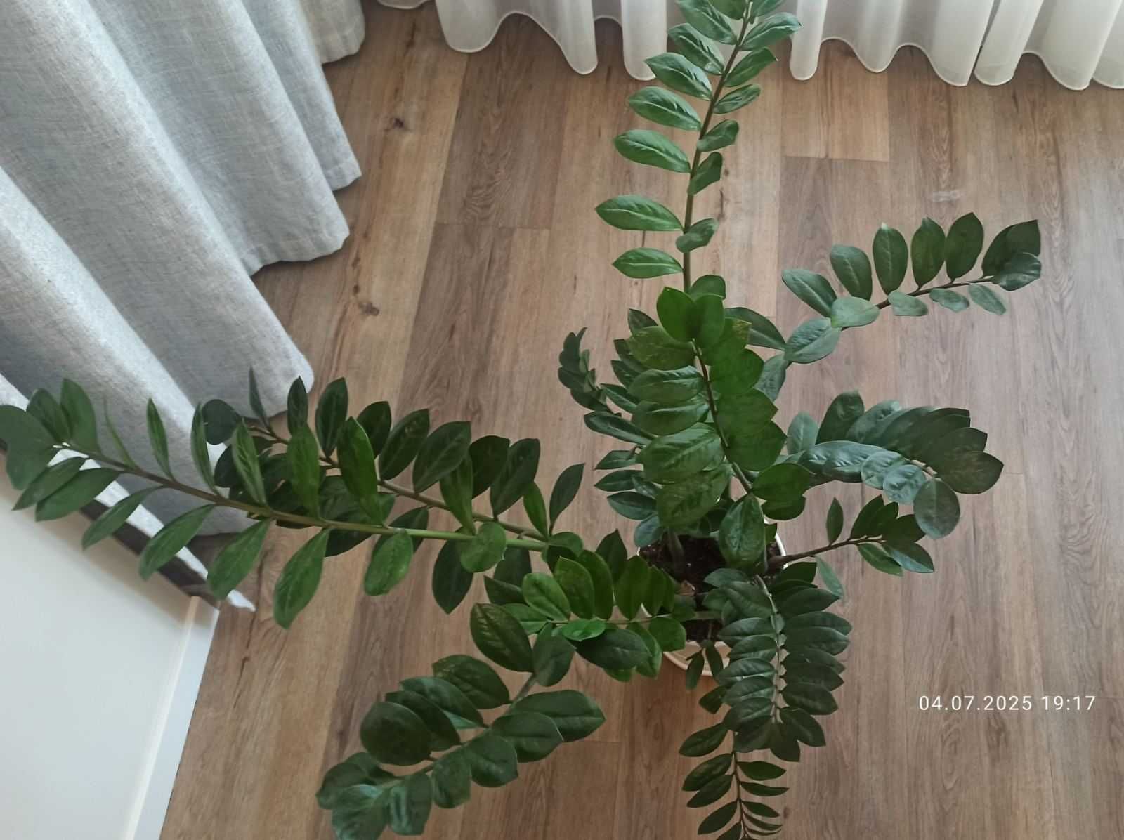Продам  взрослый, красивый цветок Замиокулькас - долларовое дерево.