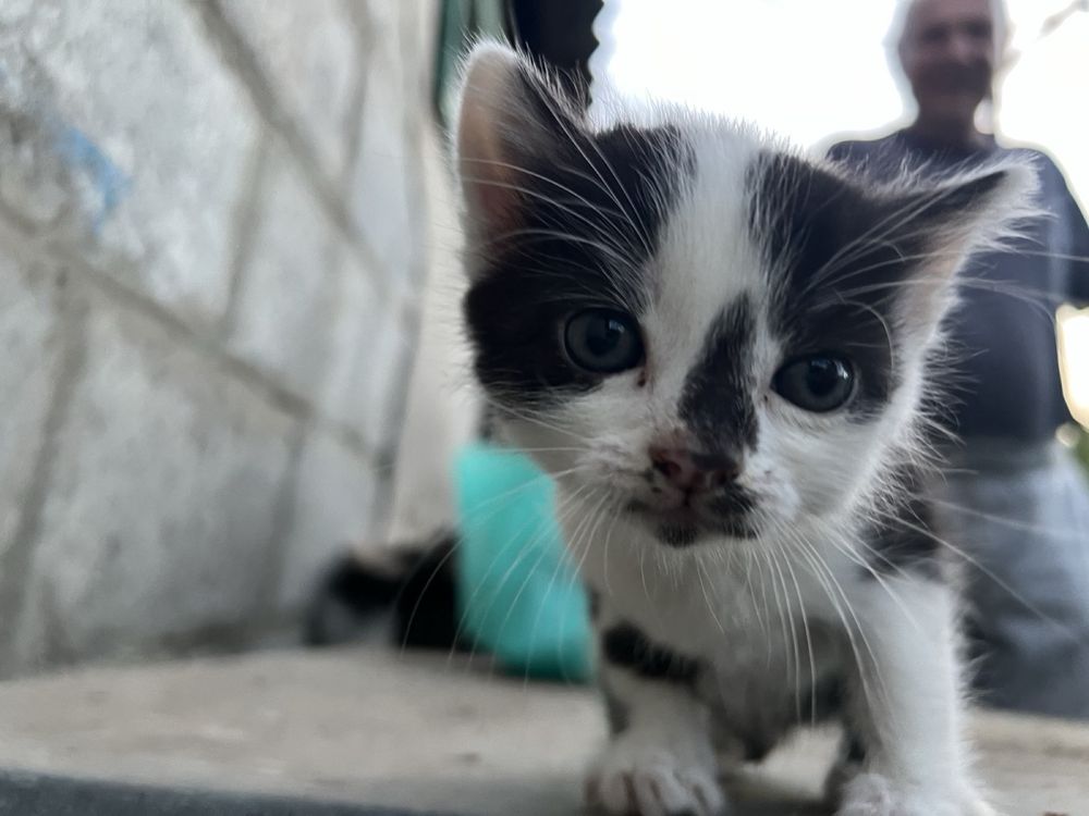 Домашні котики подарую.