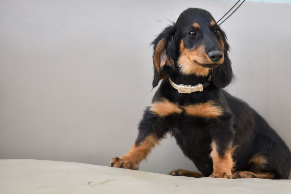 Щенки дш таксы с документами