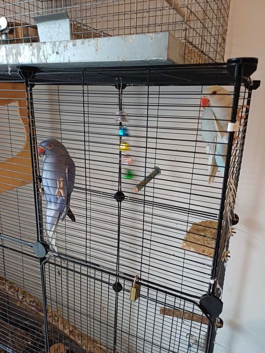 Ringneck violeta e turquesa palido