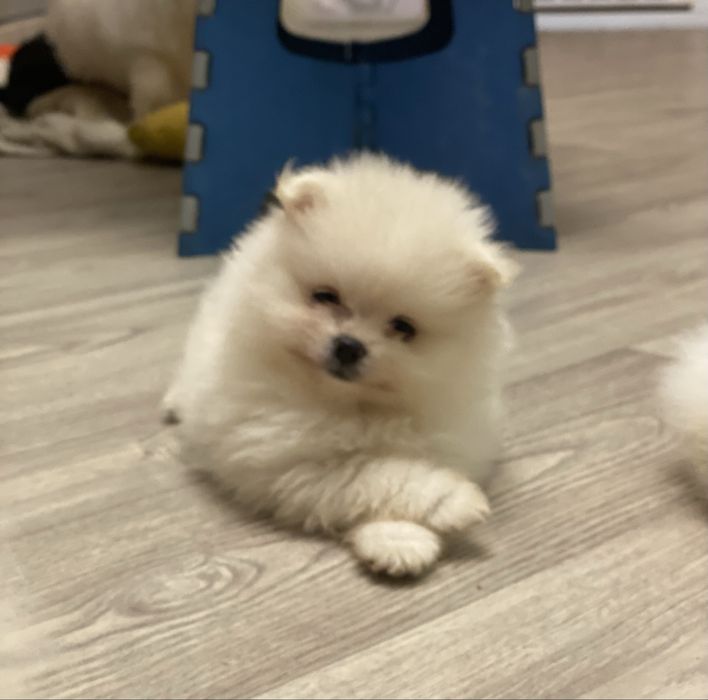 Шпіц померанський КСУ