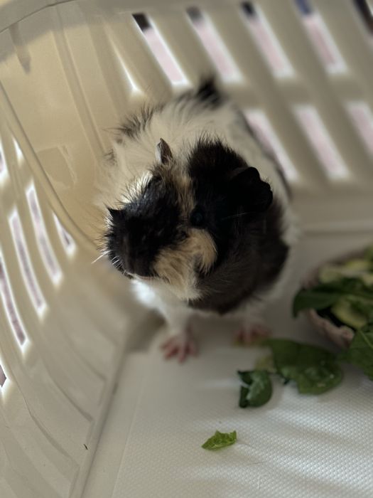 świnka morska samczyk