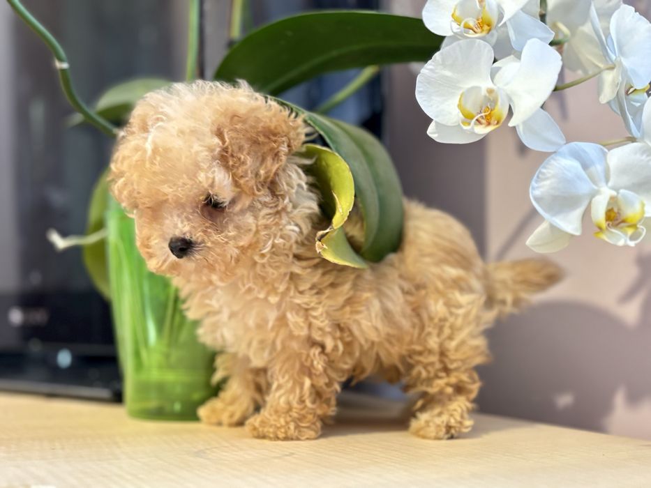 Супер міні цуцик maltipy