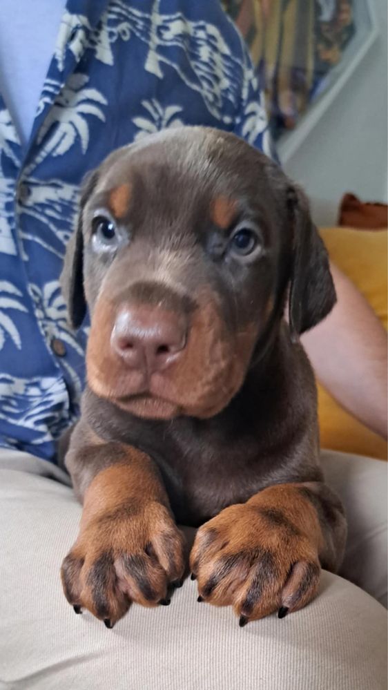 Doberman macho excelente