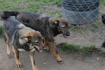 Cudowne siostrzyczki do adopcji