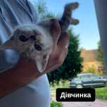 Британські кошенята