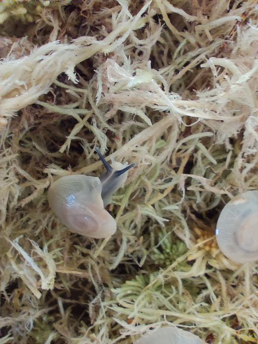 Улитки караколусы альбино шелл