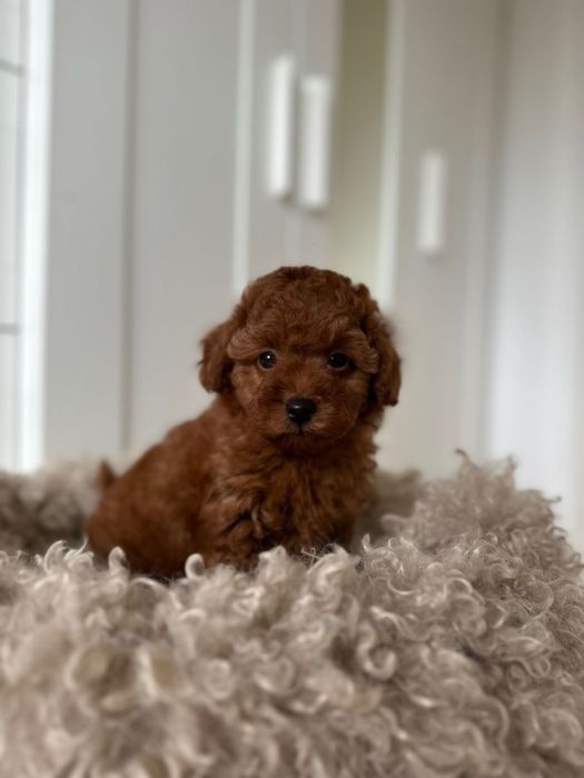 ‼️Exclusive‼️Київ Мальтипу ред браун/maltipoo Міні Мальтипу