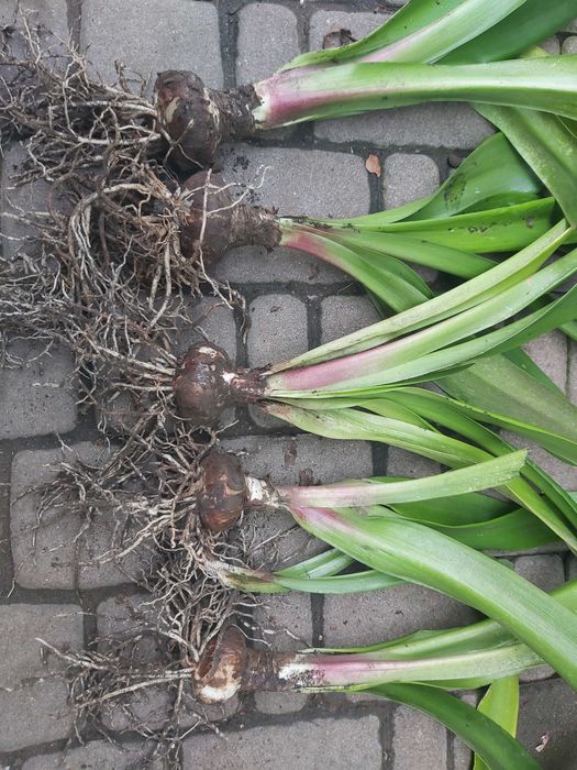 Квіти КАКТУС,(КЛІВІЯ,ГІППЕАСТРУМ- великі цибулини)