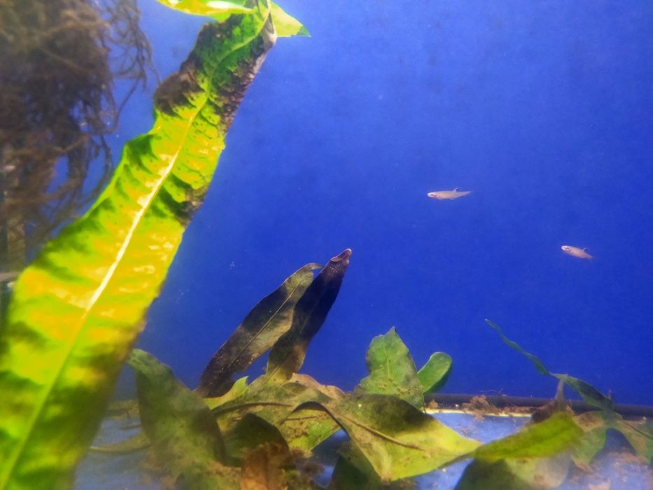 Smukleń pryskacz (Copella arnoldi)