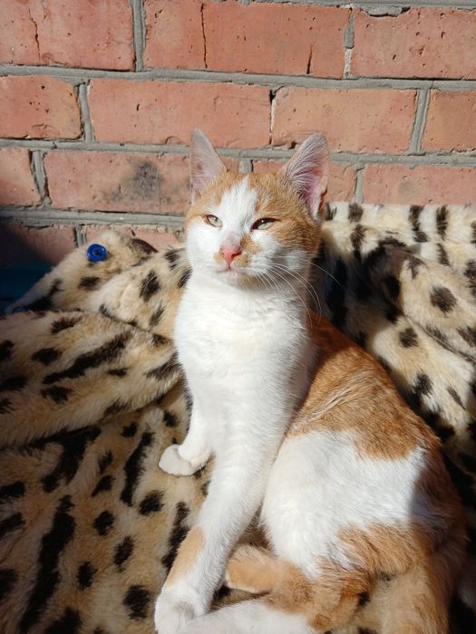 Продам кошенят в добрі руки