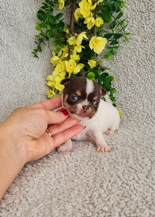 Excecional menina minimini Chihuahua.Chiuaua linhagem Russa, Qualidade