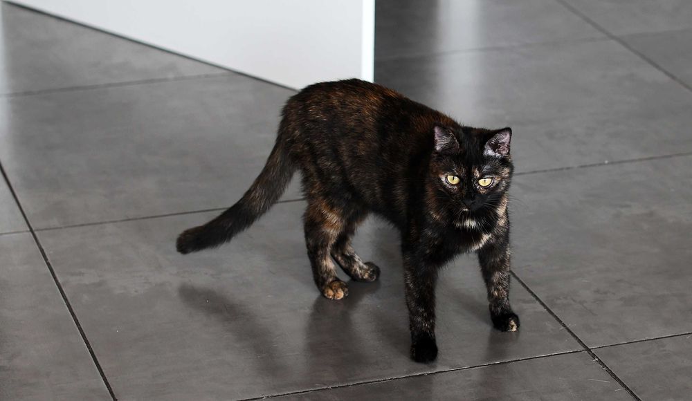 Bogusia i Kate w pakiecie premium – adoptuj duet idealny!