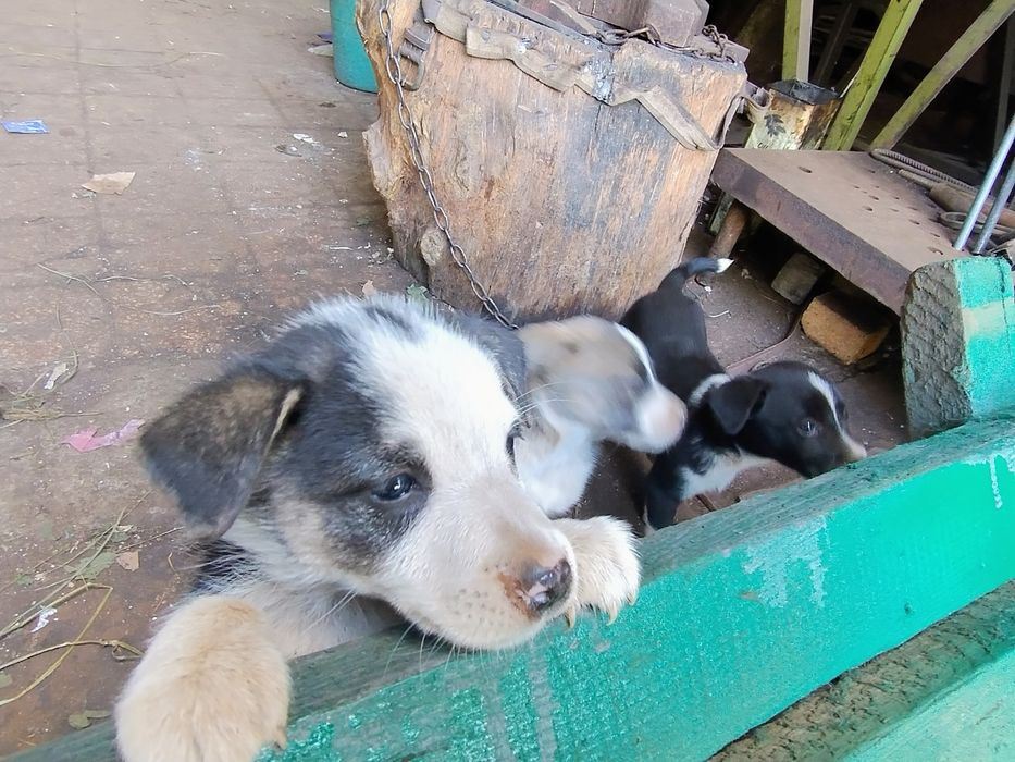Щенята дворняжки віддам в добрі руки