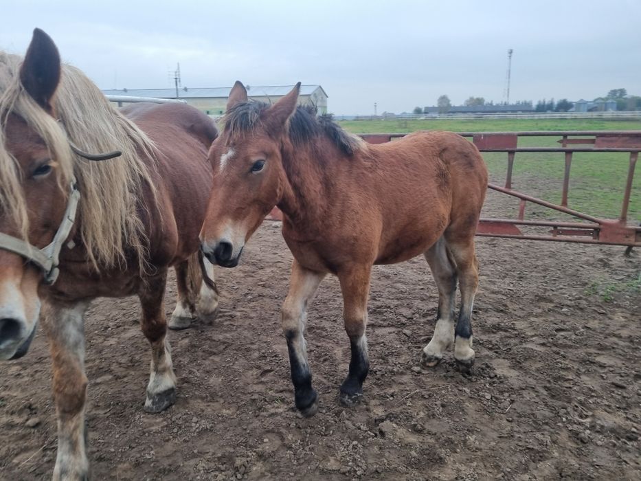 Źrebaki, koń zimnokrwisty,