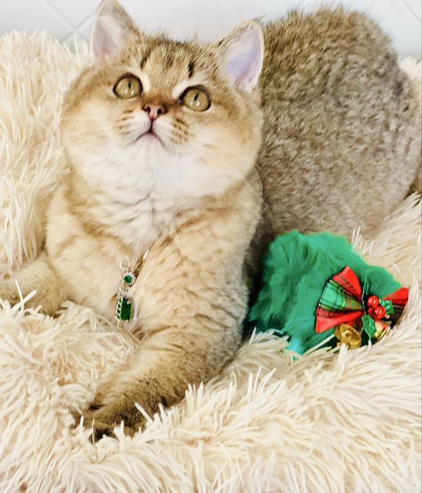 Британська золота шиншилла