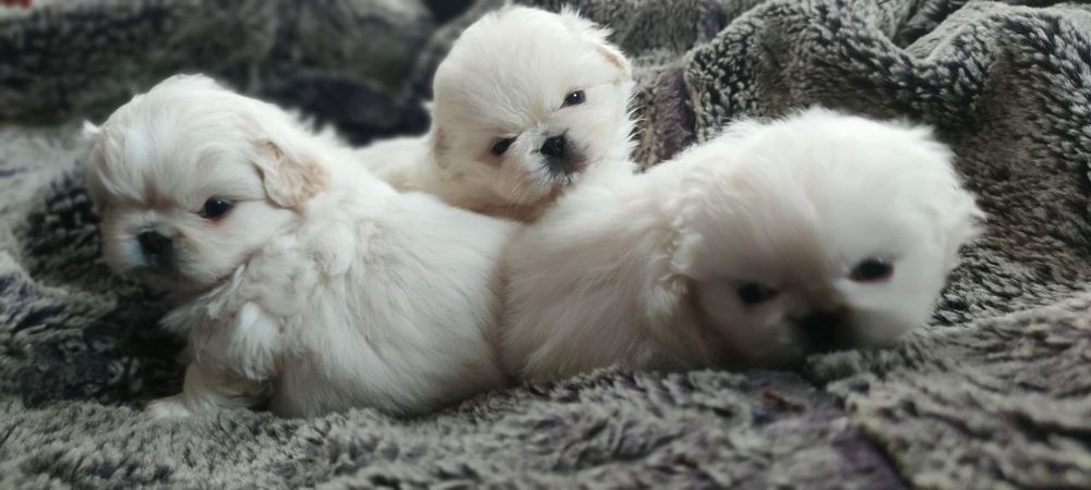 Вязка,чистокровний білий пекінес розвязаний