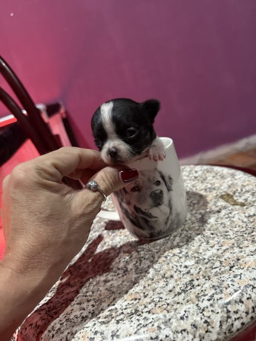 Menino “Chihuahua  lindissimo “ branco e preto”