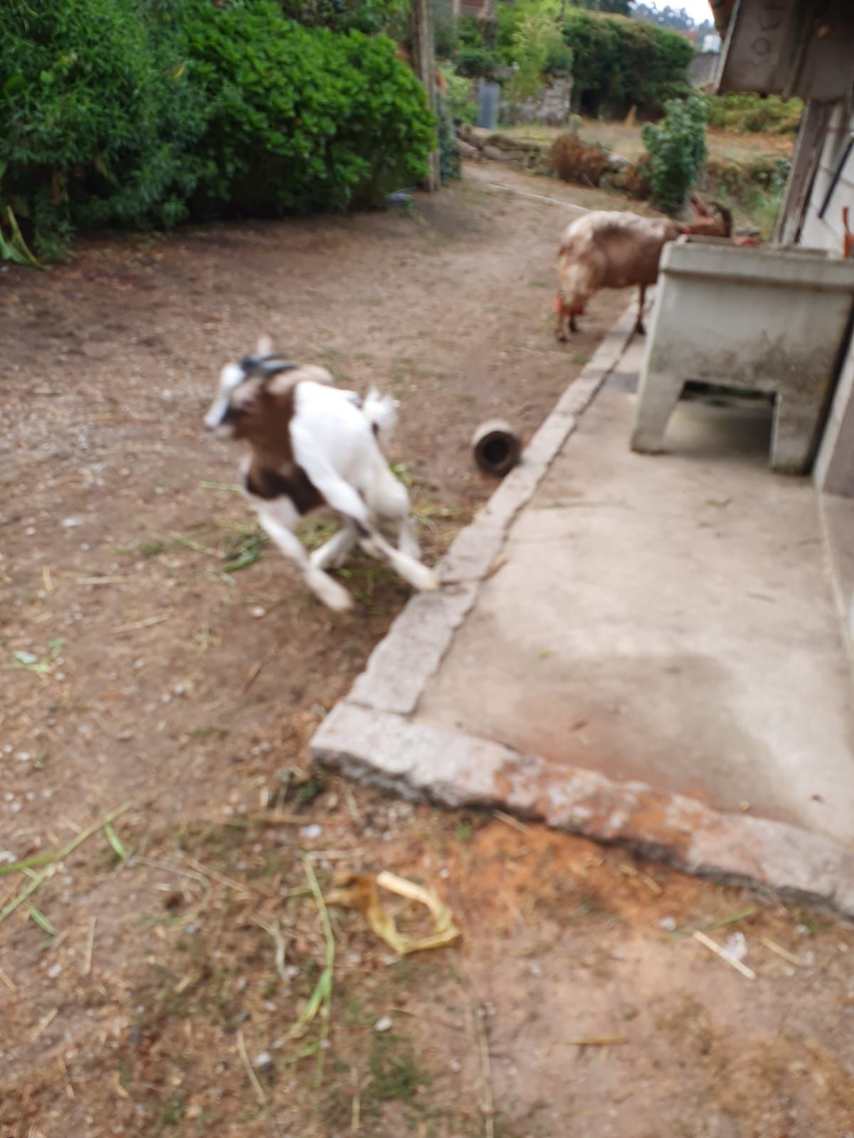 Cabrito macho caseiro